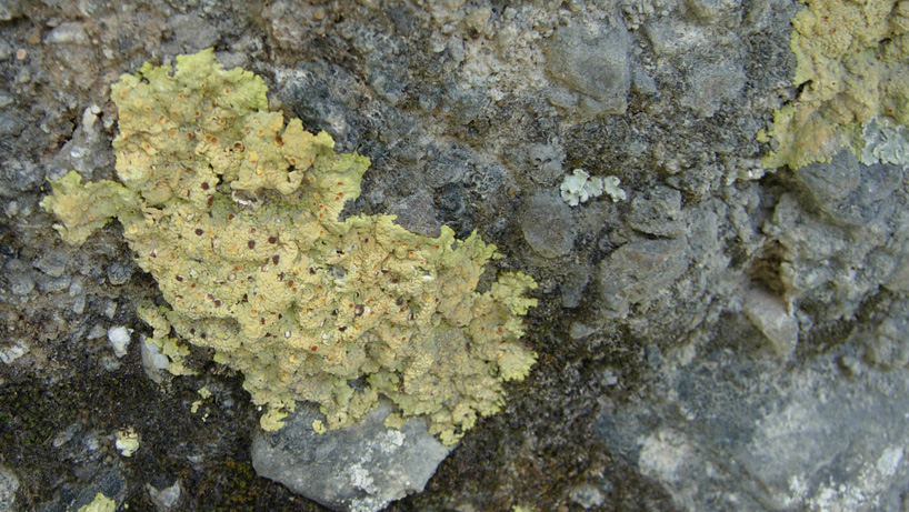 Da Creta: licheni da identificare 2